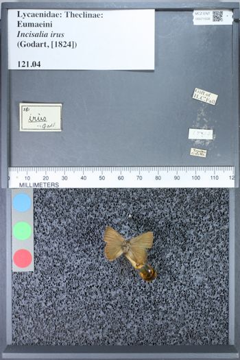 Media type: image;   Entomology 71558
